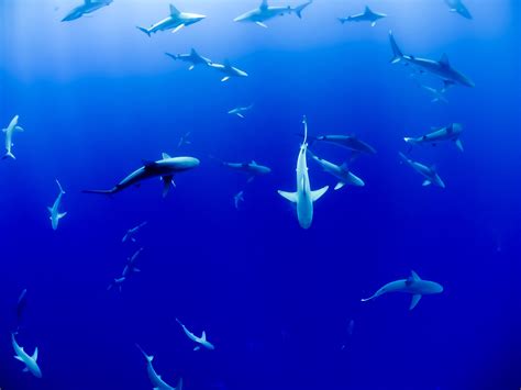 Sharks In The Ocean Image Free Stock Photo Public Domain Photo
