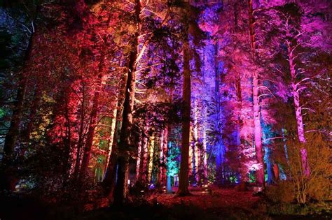 Beautiful Christmas Light Trail Confirms Return To Delamere Forest