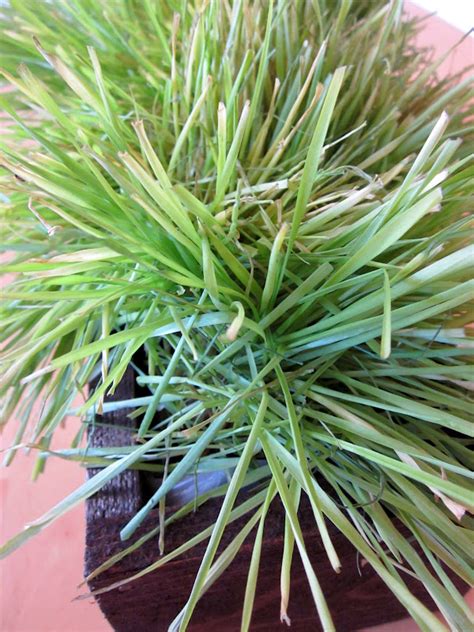 We did not find results for: Today's Fabulous Finds: Three Easter Wheat Grass ...