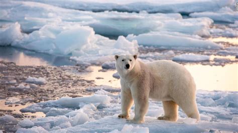 Can Polar Bears Survive Climate Change In The Arctic Cnn Video