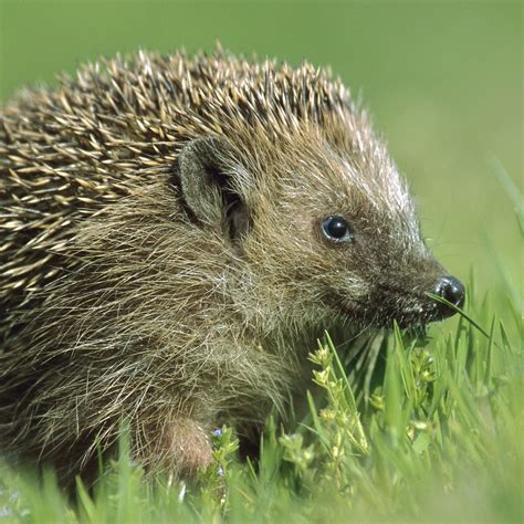 Hedgehog | National Geographic