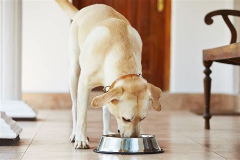 15 Of The Healthiest Foods You Can Give To Your Dog