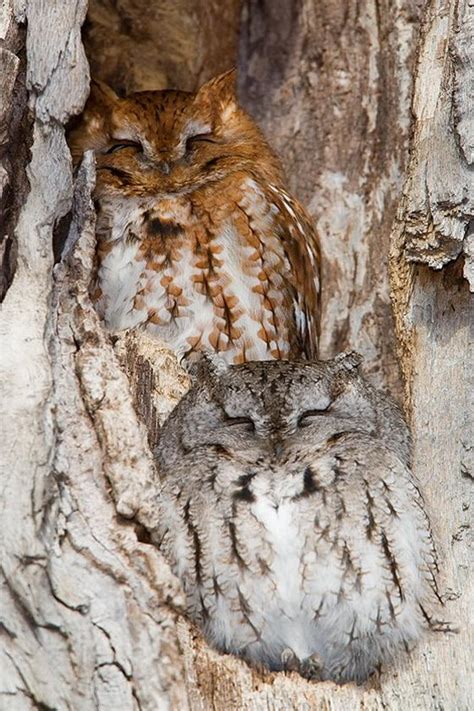 60 Camouflaged Animals Hidden In Plain Sight How Many Can