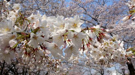 Cherry Blossoms In Tokyo The Best Oldest And The Most Beautiful