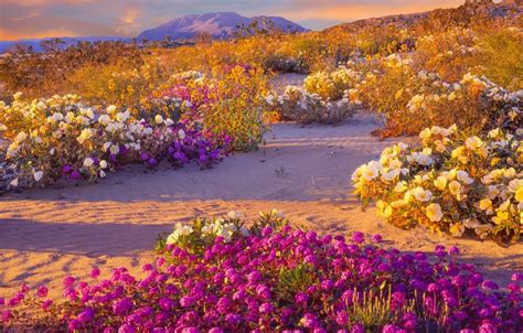 Spectacular Super Bloom Is Just Days Away In This California Desert