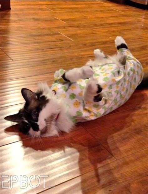Make sure to check the surgical site twice daily for any unexpected symptoms like discharge or swelling. EPBOT: Quick & Easy DIY Cat Onesie (For Over-Grooming Kitties)