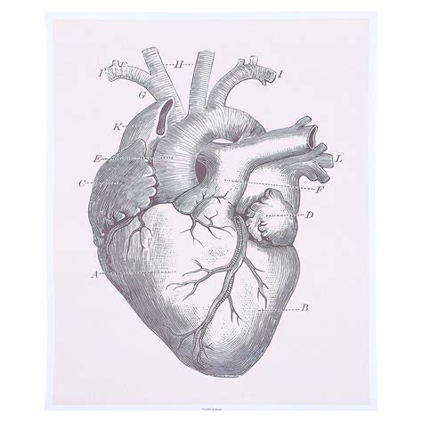 1pc Human Organ Anatomical Chart Living Room Decorative Painting Heart