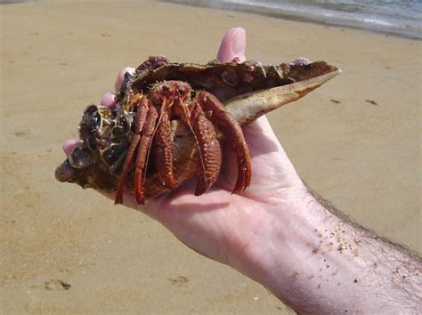 See full list on hermitcrabowner.com Giant Hermit Crab | Natural-Japan.net