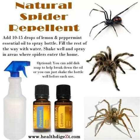 Spider Spray Diy Peppermint Simple Homemade Spider Deterrent