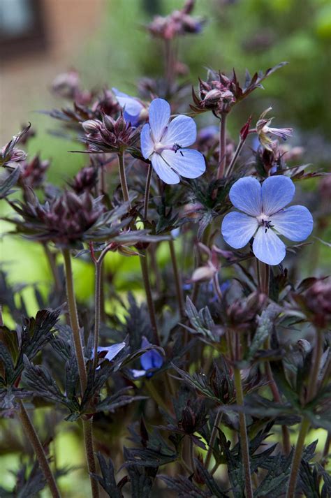 Geranium Geranium Pratense Black Beauty In The Geraniums Database