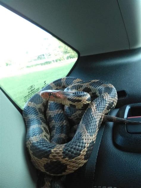 Uninvited Guessssssssst Snake Slithers Its Way To Airport