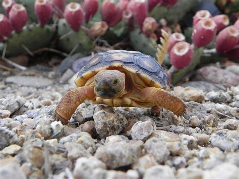 140 Baby Desert Tortoises Available For Adoption In Tucson Local