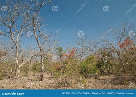 Dry Deciduous Forest Of Flame Of The Forest Butea Monosperma Stock