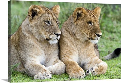 African Lion Juvenile Males Serengeti National Park