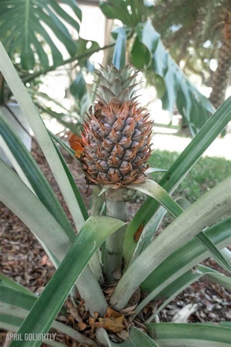 How To Grow Pineapple In Your Yard