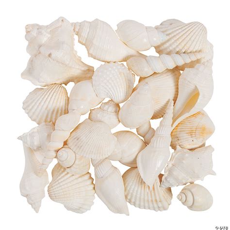 Mixed Large White Sea Shells