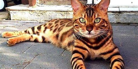 Exploring The World Of Tiger Cat Know About Tiger Cat Breed