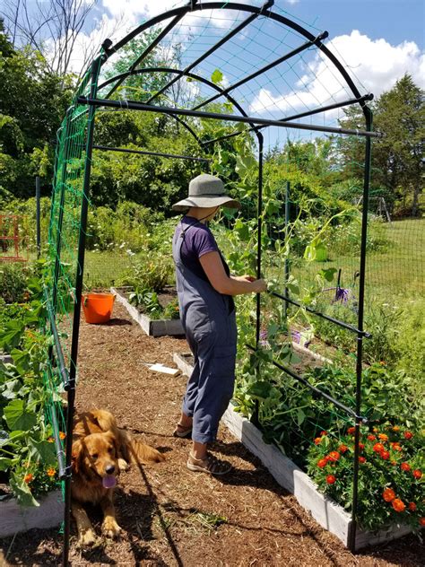 Metal garden rose arches to transform your garden & support your plants. Titan Tunnel Trellis for Squash, Zucchini, Melons ...
