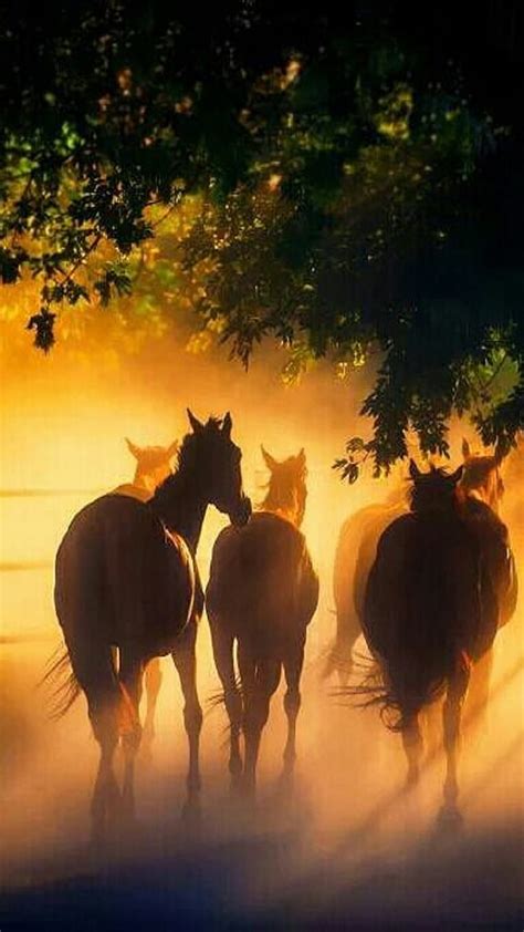 Horses Sunset Hd Phone Wallpaper Peakpx