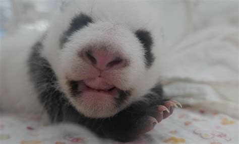 Top 3 Cutest Panda Babies Moments Voted On Nat Geo Wild Adrian Cale