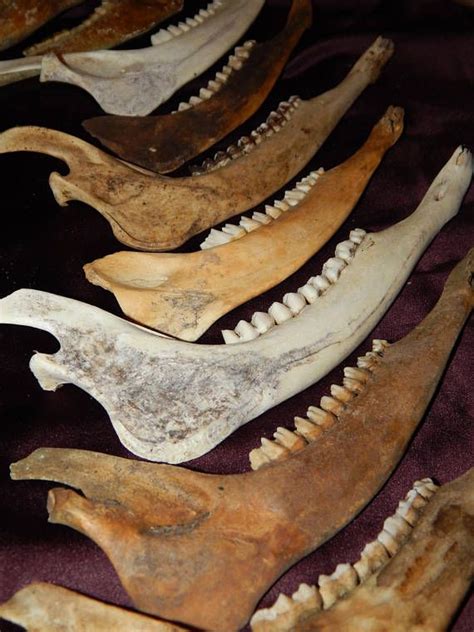 Whitetail Deer Jaw Bones Bones And Skulls Taxidermy And Curiosities