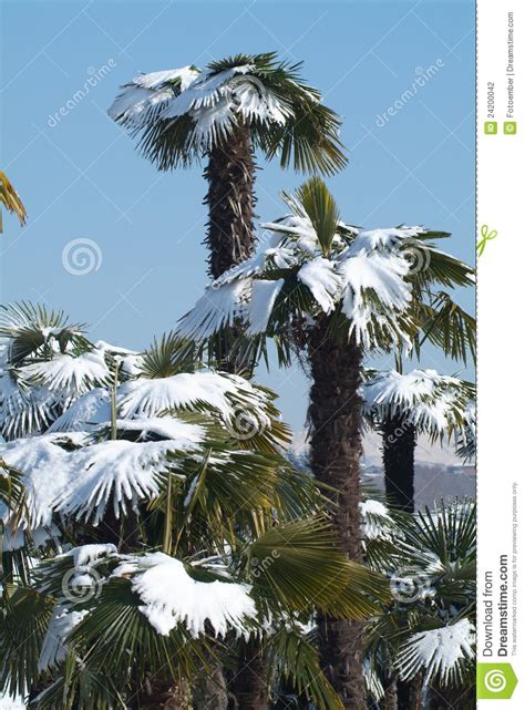 Palm Trees With Snow On It Stock Photo Image Of Alps