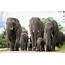 Adult Albino Elephants  What To Expect For Khanyisa As She Grows Up HERD