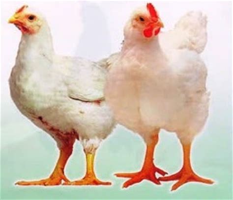 Misal, anda menyiapkan satu tanah lapang berpagar. DINARA AGRO FARM: Panduan Dan Teknik Menternak Ayam Pedaging