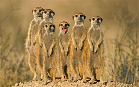 Meerkats Where Can I See Meercats In Africa African Wildlife Safaris