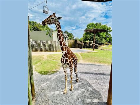 Jenna Beloved Disabled Giraffe At Montgomery Zoo Dead At 18