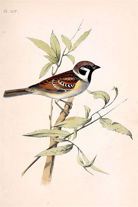 Small Sparrow Print Vintage Bird Print Bird Illustration Print Etsy