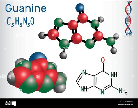 Guanine G Gua Purine Nucleobase Fundamental Unit Of The Genetic Code In Dna And Rna