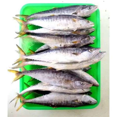 Promo Ikan Tenggiri Ikan Laut Segar 1 Kg Halal Diskon 2 Di Seller