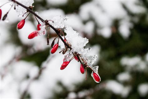 무료 이미지 나무 자연 분기 꽃 눈 감기 겨울 화이트 잎 서리 얼음 봄 빨간 날씨 휴일 식물학