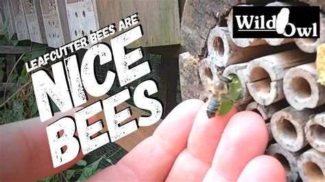 Leaf Cutter Bees Video