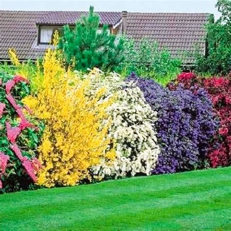 Mixed Flowering Hedge Shrubs Gardenersdream