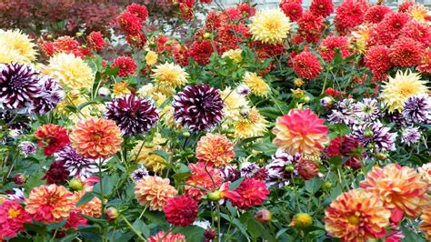 Dahlias Flowers Of Every Color Background Hd 963