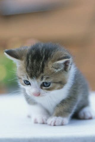 Share to twitter share to facebook share to pinterest. Cute Little Kitten - Cats Photo (37211577) - Fanpop