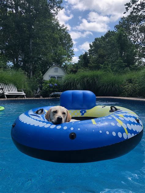 We did not find results for: PsBattle: Dog in pool float : photoshopbattles