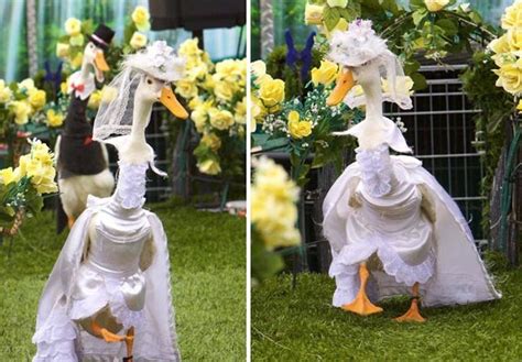 Pied Piper Duck Fashion Show In Australia