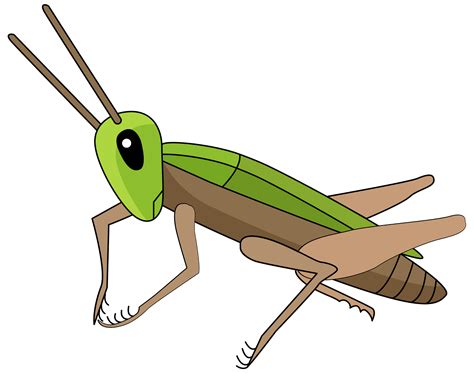 Cricket Clipart Insect Grasshopper Insect Cricket Clipart Hd Png