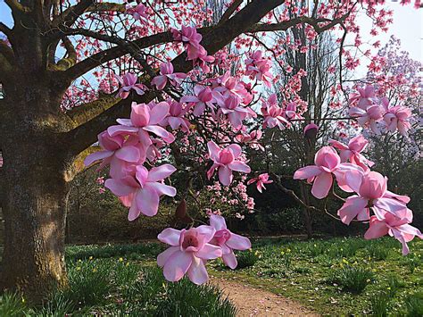 Pink Magnolia Tree Photograph By Vicky Adams Fine Art America