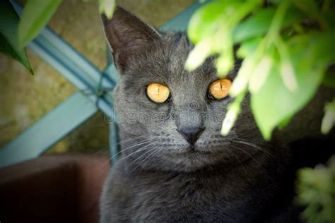 Foreground Of A Grey Cat With Amber Eyes Stock Photo Image Of