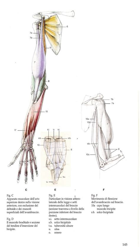 Anatomy Of The Arm