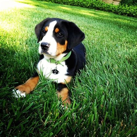 greater swiss mountain dogs images  pinterest swiss mountain dogs doggies  dogs