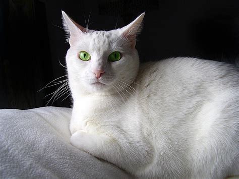 White Cat Green Eyes Photograph By Donna Hickerson Pixels