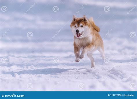 Jumping Shiba Inu Dog In The Snow Stock Photo Image Of Holiday