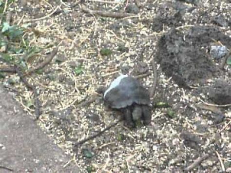 Comment must not exceed 1000 characters. Baby Tortoise at Charles Darwin Center, Galapagos - YouTube