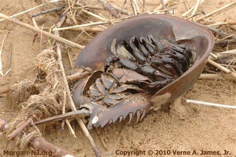 Thus horseshoe crabs are more closely related to spiders and scorpions than to other crabs. The Harmless and Helpful Horseshoe Crab | Morgan, New Jersey