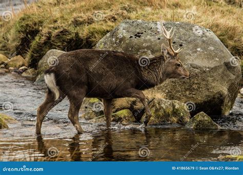 Deer In Glendalough Stock Image Image Of Glendalough 41865679